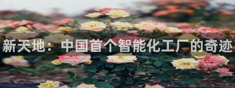 九游会dg